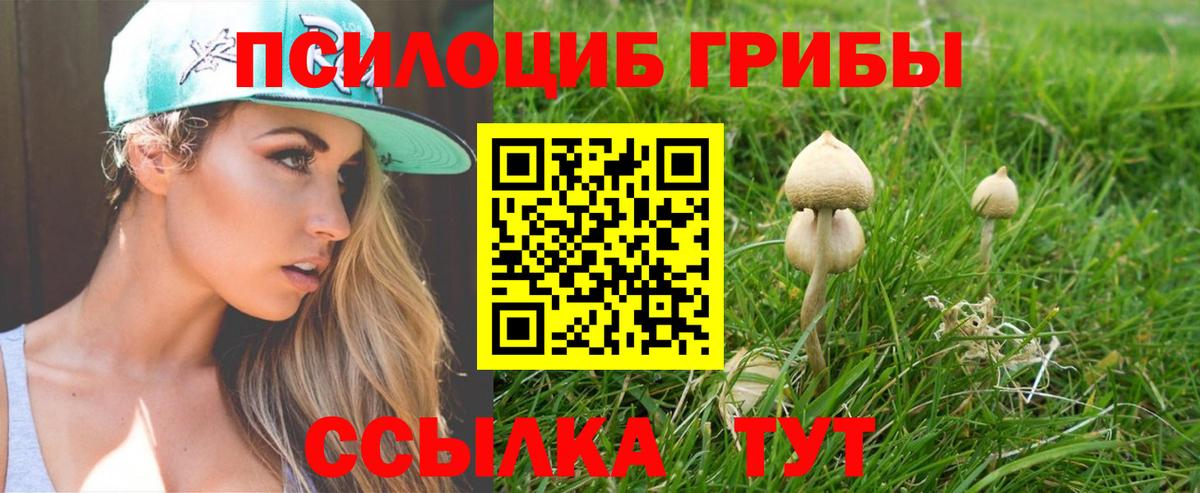 Псилоцибиновые грибы Psilocybe Великий Устюг